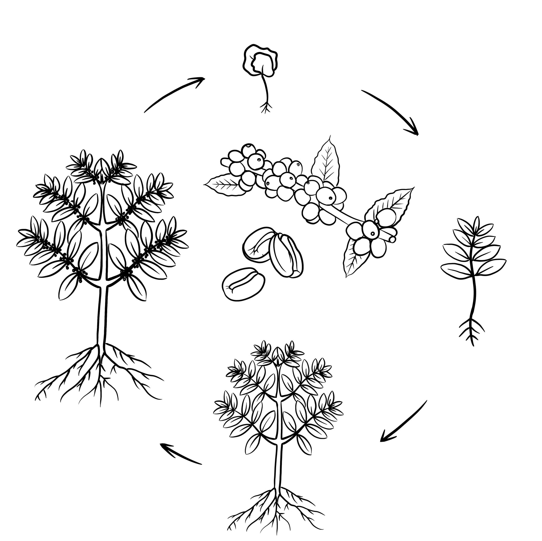 Coffee Tree Home Roast